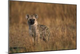 Spotted Hyena Pup-null-Mounted Photographic Print