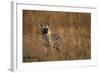 Spotted Hyena Pup-null-Framed Photographic Print