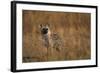 Spotted Hyena Pup-null-Framed Photographic Print