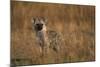 Spotted Hyena Pup-null-Mounted Photographic Print