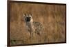 Spotted Hyena Pup-null-Framed Photographic Print