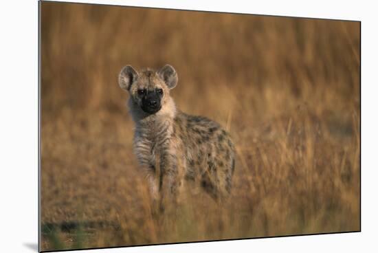 Spotted Hyena Pup-null-Mounted Photographic Print