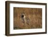 Spotted Hyena Pup-null-Framed Photographic Print