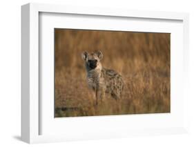 Spotted Hyena Pup-null-Framed Photographic Print