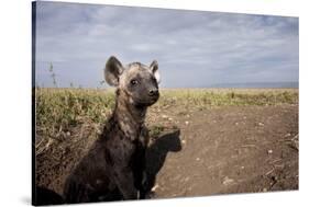 Spotted Hyena Pup-null-Stretched Canvas