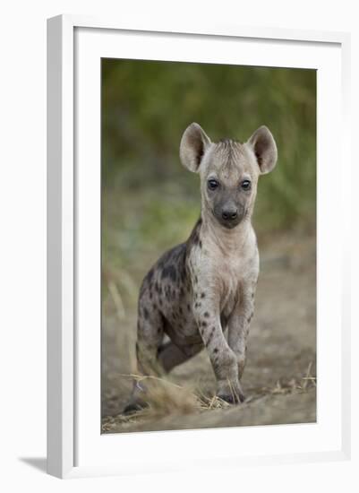 Spotted Hyena (Spotted Hyaena) (Crocuta Crocuta) Cub, Kruger National Park, South Africa, Africa-James Hager-Framed Photographic Print