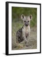 Spotted Hyena (Spotted Hyaena) (Crocuta Crocuta) Cub, Kruger National Park, South Africa, Africa-James Hager-Framed Photographic Print