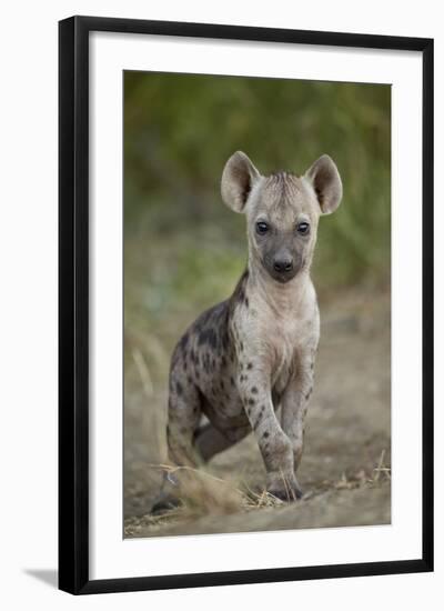 Spotted Hyena (Spotted Hyaena) (Crocuta Crocuta) Cub, Kruger National Park, South Africa, Africa-James Hager-Framed Photographic Print