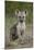 Spotted Hyena (Spotted Hyaena) (Crocuta Crocuta) Cub, Kruger National Park, South Africa, Africa-James Hager-Mounted Photographic Print