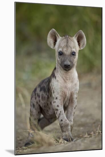 Spotted Hyena (Spotted Hyaena) (Crocuta Crocuta) Cub, Kruger National Park, South Africa, Africa-James Hager-Mounted Photographic Print