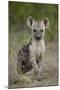 Spotted Hyena (Spotted Hyaena) (Crocuta Crocuta) Cub, Kruger National Park, South Africa, Africa-James Hager-Mounted Photographic Print