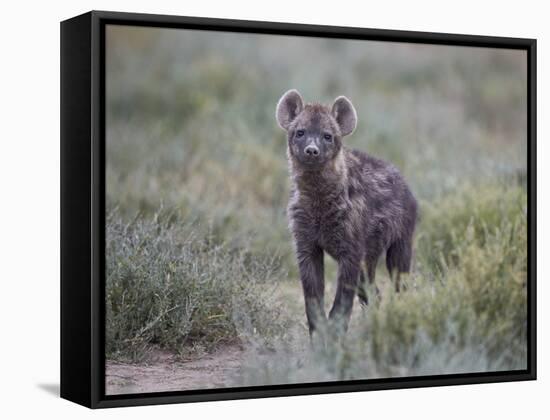 Spotted Hyena (Spotted Hyaena) (Crocuta Crocuta) Juvenile-James Hager-Framed Stretched Canvas