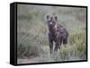 Spotted Hyena (Spotted Hyaena) (Crocuta Crocuta) Juvenile-James Hager-Framed Stretched Canvas