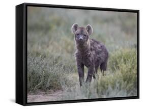 Spotted Hyena (Spotted Hyaena) (Crocuta Crocuta) Juvenile-James Hager-Framed Stretched Canvas