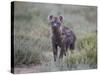 Spotted Hyena (Spotted Hyaena) (Crocuta Crocuta) Juvenile-James Hager-Stretched Canvas