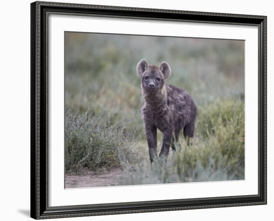 Spotted Hyena (Spotted Hyaena) (Crocuta Crocuta) Juvenile-James Hager-Framed Photographic Print