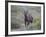 Spotted Hyena (Spotted Hyaena) (Crocuta Crocuta) Juvenile-James Hager-Framed Photographic Print