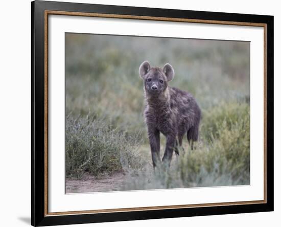 Spotted Hyena (Spotted Hyaena) (Crocuta Crocuta) Juvenile-James Hager-Framed Photographic Print