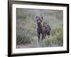 Spotted Hyena (Spotted Hyaena) (Crocuta Crocuta) Juvenile-James Hager-Framed Photographic Print