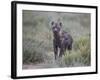 Spotted Hyena (Spotted Hyaena) (Crocuta Crocuta) Juvenile-James Hager-Framed Photographic Print