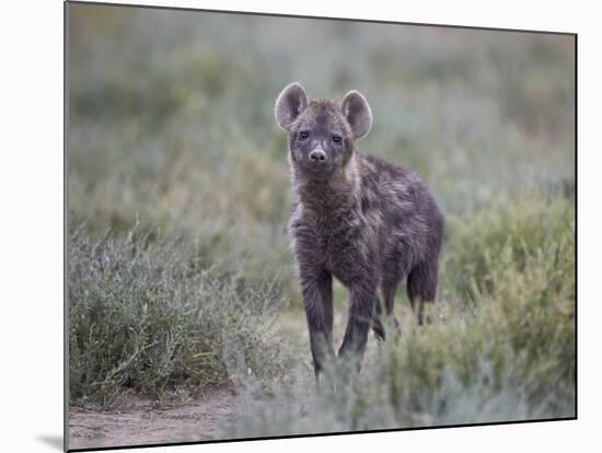 Spotted Hyena (Spotted Hyaena) (Crocuta Crocuta) Juvenile-James Hager-Mounted Photographic Print