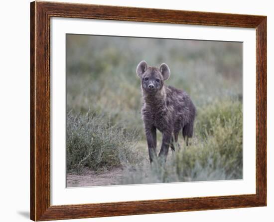 Spotted Hyena (Spotted Hyaena) (Crocuta Crocuta) Juvenile-James Hager-Framed Photographic Print