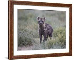 Spotted Hyena (Spotted Hyaena) (Crocuta Crocuta) Juvenile-James Hager-Framed Photographic Print