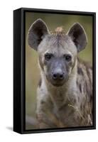 Spotted Hyena (Spotted Hyaena) (Crocuta Crocuta), Kruger National Park, South Africa, Africa-James Hager-Framed Stretched Canvas