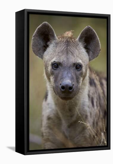 Spotted Hyena (Spotted Hyaena) (Crocuta Crocuta), Kruger National Park, South Africa, Africa-James Hager-Framed Stretched Canvas