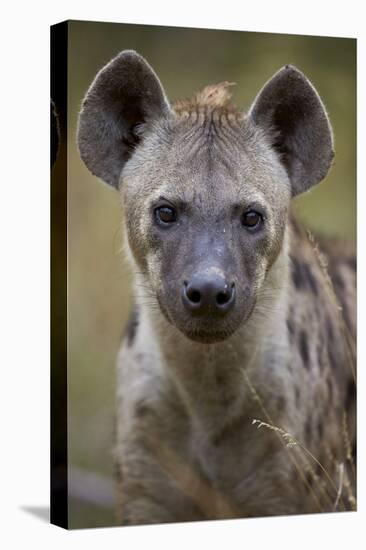 Spotted Hyena (Spotted Hyaena) (Crocuta Crocuta), Kruger National Park, South Africa, Africa-James Hager-Stretched Canvas