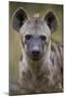 Spotted Hyena (Spotted Hyaena) (Crocuta Crocuta), Kruger National Park, South Africa, Africa-James Hager-Mounted Premium Photographic Print