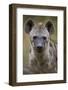 Spotted Hyena (Spotted Hyaena) (Crocuta Crocuta), Kruger National Park, South Africa, Africa-James Hager-Framed Photographic Print