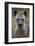 Spotted Hyena (Spotted Hyaena) (Crocuta Crocuta), Kruger National Park, South Africa, Africa-James Hager-Framed Photographic Print