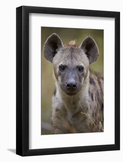 Spotted Hyena (Spotted Hyaena) (Crocuta Crocuta), Kruger National Park, South Africa, Africa-James Hager-Framed Photographic Print