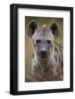 Spotted Hyena (Spotted Hyaena) (Crocuta Crocuta), Kruger National Park, South Africa, Africa-James Hager-Framed Photographic Print