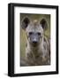 Spotted Hyena (Spotted Hyaena) (Crocuta Crocuta), Kruger National Park, South Africa, Africa-James Hager-Framed Photographic Print