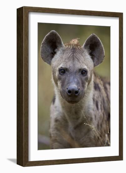 Spotted Hyena (Spotted Hyaena) (Crocuta Crocuta), Kruger National Park, South Africa, Africa-James Hager-Framed Photographic Print