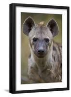 Spotted Hyena (Spotted Hyaena) (Crocuta Crocuta), Kruger National Park, South Africa, Africa-James Hager-Framed Photographic Print