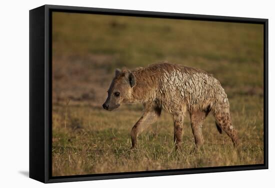 Spotted Hyena (Spotted Hyaena) (Crocuta Crocuta), Ngorongoro Crater, Tanzania, East Africa, Africa-James Hager-Framed Stretched Canvas