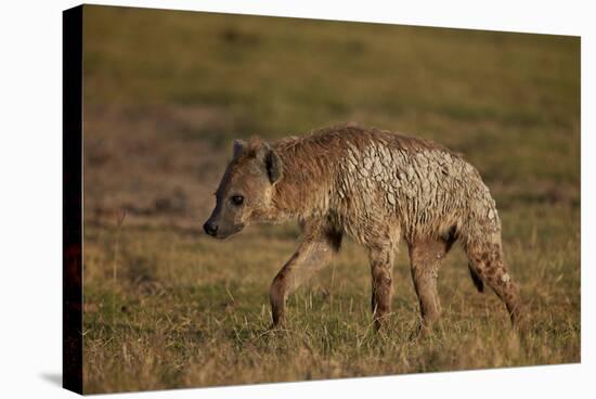 Spotted Hyena (Spotted Hyaena) (Crocuta Crocuta), Ngorongoro Crater, Tanzania, East Africa, Africa-James Hager-Stretched Canvas