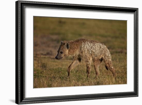 Spotted Hyena (Spotted Hyaena) (Crocuta Crocuta), Ngorongoro Crater, Tanzania, East Africa, Africa-James Hager-Framed Photographic Print