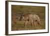 Spotted Hyena (Spotted Hyaena) (Crocuta Crocuta), Ngorongoro Crater, Tanzania, East Africa, Africa-James Hager-Framed Photographic Print