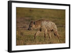 Spotted Hyena (Spotted Hyaena) (Crocuta Crocuta), Ngorongoro Crater, Tanzania, East Africa, Africa-James Hager-Framed Photographic Print