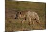 Spotted Hyena (Spotted Hyaena) (Crocuta Crocuta), Ngorongoro Crater, Tanzania, East Africa, Africa-James Hager-Mounted Photographic Print