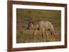 Spotted Hyena (Spotted Hyaena) (Crocuta Crocuta), Ngorongoro Crater, Tanzania, East Africa, Africa-James Hager-Framed Photographic Print