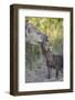 Spotted Hyena (Spotted Hyaena) (Crocuta Crocuta) Pup and Adult-James Hager-Framed Photographic Print