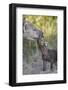 Spotted Hyena (Spotted Hyaena) (Crocuta Crocuta) Pup and Adult-James Hager-Framed Photographic Print