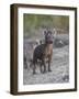 Spotted Hyena (Spotted Hyaena) (Crocuta Crocuta) Pup, Kruger National Park, South Africa, Africa-James Hager-Framed Photographic Print