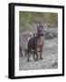 Spotted Hyena (Spotted Hyaena) (Crocuta Crocuta) Pup, Kruger National Park, South Africa, Africa-James Hager-Framed Photographic Print