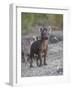 Spotted Hyena (Spotted Hyaena) (Crocuta Crocuta) Pup, Kruger National Park, South Africa, Africa-James Hager-Framed Photographic Print